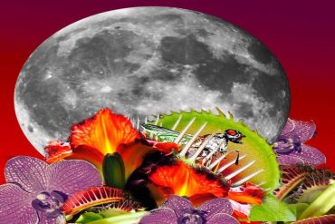 Akrep Burcunda Dolunay 2020